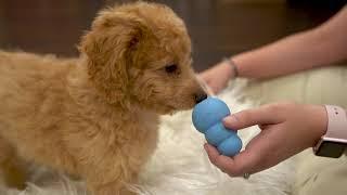 How To Bond With Your New Puppy | Petland Florida