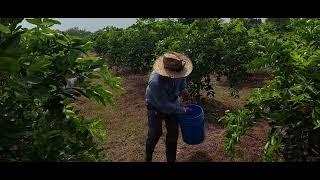 Abonando limon persa para desarrollo vegetativo