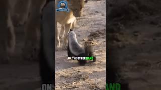The Duality Between Honey Badgers and Capybaras