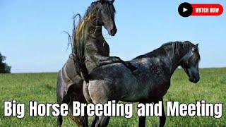 Big Horse Breeding  | Beautiful Hybrid Horse Breed