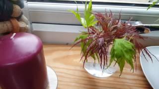 Rooting japanese maple in water
