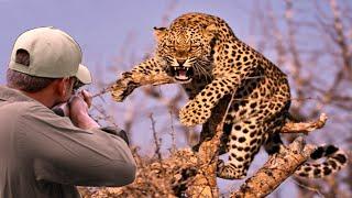 Decisive confrontations part 8 hunter VS (buffalo, leopard, lion, giraffe)
