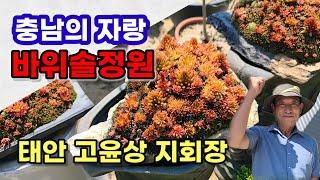 충남의 자랑 바위솔정원 태안 고윤상 지회장 정원[한국바위솔협회]충남지부 현판식