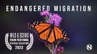 Endangered Migration: A Monarch Butterfly Story