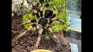 Megaphobema mesomelas, Costa Rican Orange leg  rehouse and care