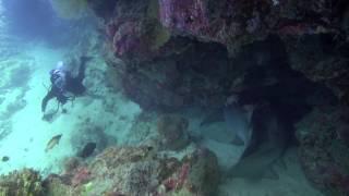 Nurse Sharks