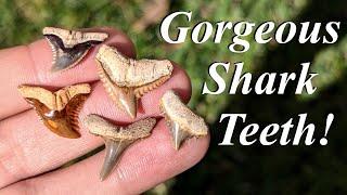 Beautiful Shark Teeth! Hunting for Fantastic Colorful Fossil Shark Teeth in a Florida Creek!