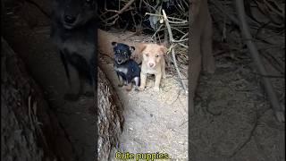 Cute street baby dog #puppy sound#51kviral#shorts