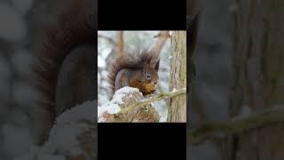 Cute red squirrel eating walnut️