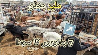 Malir Mandi Karachi | 13 Aug 2024 | Cow Mandi 2024 || #malirmandi ||