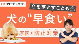 【犬が早食い】する原因や3つの早食い防止対策を獣医師が解説！（犬の手作りごはん/フレッシュドッグフード/ペトコトフーズ）