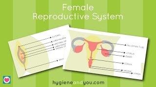 Female Reproductive System Explained | Priyanka N Jain #femalereproductivesystem