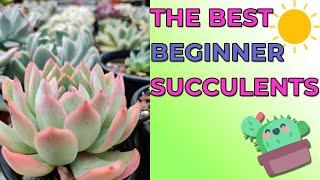 Best Beginner Succulents