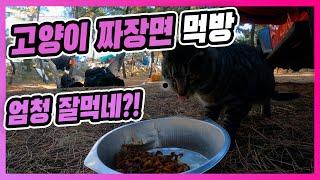 [camping episode-브이로그] 고양이 짜장면 먹방ㅣcat eatingㅣ4K