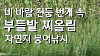 붕어낚시 찌올림, 멋진 수로 부들밭에서 비 바람 천둥 번개 속 가변채비 찌올림, 물가에선나무 붕어 낚시 동영상