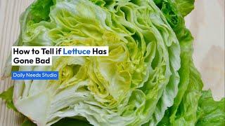 How to Tell if Lettuce Has Gone Bad | Daily Needs Studio