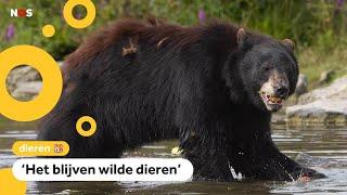 Beer dood na berengevecht in dierentuin