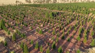 Melbourne Christmas tree farm from above