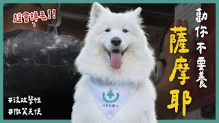 超難養的犬種之一！天性溫和的薩摩耶還是要訓練？掉毛量可以做出一件毛毯？！《勸你不要養》EP11 l 蝌蚪老師與三桃 feat. @dobbyisfree1205