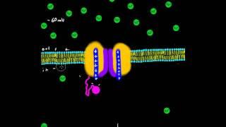 Sodium Channel - Voltage Gate