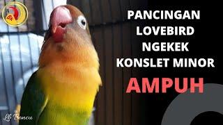 PANCINGAN LOVEBIRD NGEKEK KONSLET MINOR AMPUH