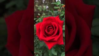 Beautiful flowers (Rose) | nature HD video | Quran recitation | Muhammad | Mishary Alafasy status HD