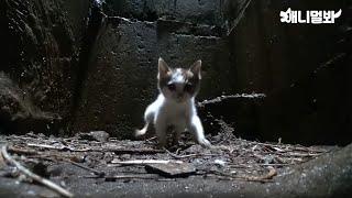 "구해줘" 10미터 아래로 추락한 새끼를 못 구해서 우는  엄마 고양이는... ㅣMom Cat Bawling To Save Her Kitten Who Fell 10M Down