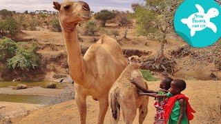Flussdurchquerung mit Kamelen | Mein Bruder und ich in Kenia | SWR Kindernetz