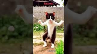 #bangladesh #cat #shortvideo @rsfriends ..,