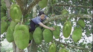Harvesting Jack Fruit Garden , Banana Go to the market to sell Lucia Daily Life