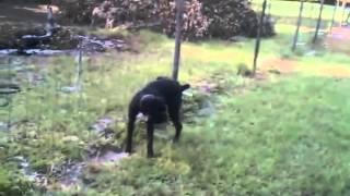 Dog pees on electric fence!