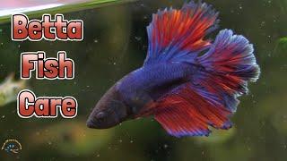 How to Take Care of a Betta Fish and What You Need to Set One Up! 