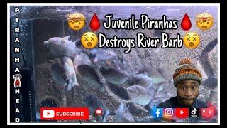 Juvenile Piranhas Destroys River Barb