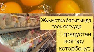 450сомдон сатылууда#бишкек #баткен#ноокат#озгон #ош #farming#чуй #ысыккол #талас #жалалабад #карасуу