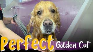 Golden Retriever Grooming | Step-by-Step Tutorial for a Flawless Haircut | Pro Grooming Tips