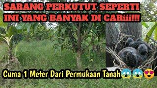 SARANG PERKUTUT UNIK || ANAKAN PERKUTUT CALON MENTAAL BAGUS,SARANGNYA RENDAH BANGET CUMA 1 METER‼️