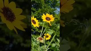 Счастье бывает разным... Иногда ты готова поделиться им с каждым...
