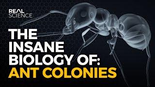 The Insane Biology of: Ant Colonies
