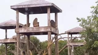 African Lion Safari near Toronto Tour Self Car Tour