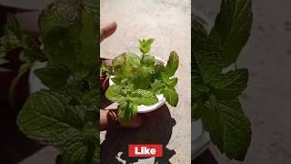 How To Grow PUDINA At HOME ,Mint Leaves How to Growin water 1st method #pudina