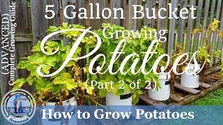 How to Grow Potatoes in a 5 Gallon Bucket  (Part 2 of 2)