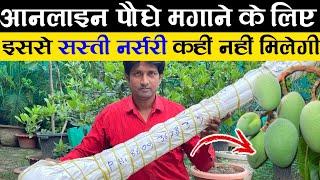 Online पौधे मगाने के लिए सबसे सस्ती नर्सरी | Cheapest Fruit Plant Nursery | Fruit Plant Nursery