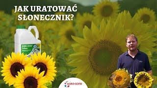 PolskieAminokwasy.pl - AgroSorb Folium - Słoneczniki
