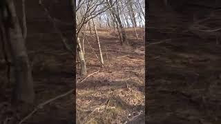 TT-R230 Deer Encounter