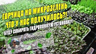 МИКРОЗЕЛЕНЬ ДОМА | МИКРОЗЕЛЕНЬ ГОРЧИЦА | МИКРОЗЕЛЕНЬ ГОРОХ | МИКРОЗЕЛЕНЬ ПОДСОЛНЕЧНИКА | РЕДИС