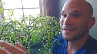 How To Bonsai Weeping Willow With Gizzy Green Fingers