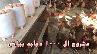 A small poultry project of 1000 laying hens