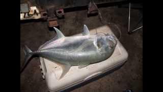 Ulua Hunting Hawaii