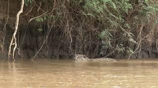 Jaguar Swimming in Pantanal