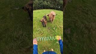 I slinky booped a Highland Cow 󠁧󠁢󠁳󠁣󠁴󠁿#slinkytricks #scotland